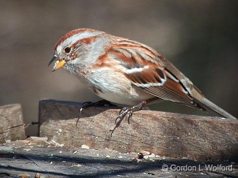 Sparrow On A Box_26285.jpg - American Tree Sparrow (Spizella arborea) photographed at Ottawa, Ontario, Canada.